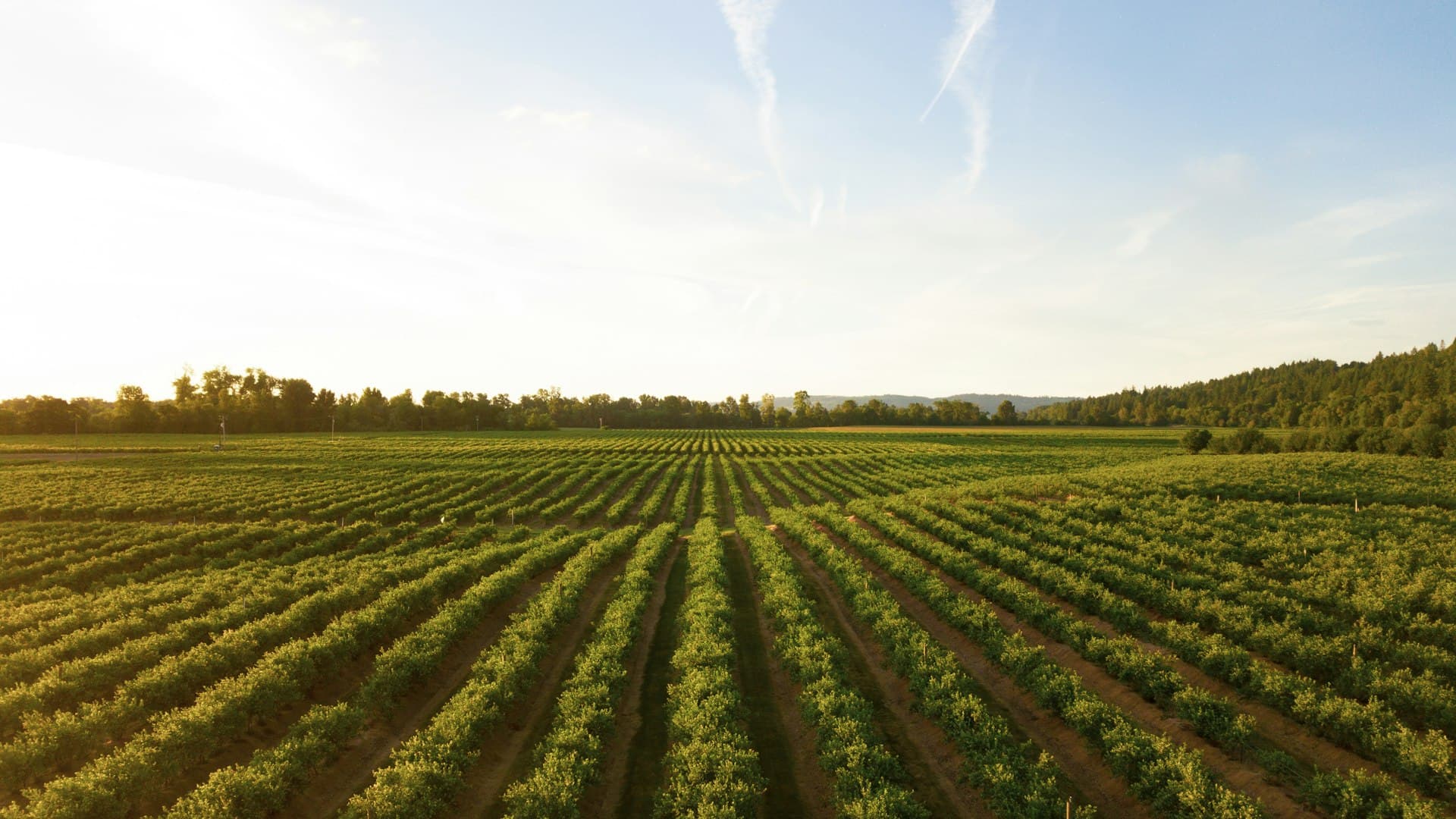 Surcos de cultivo en hilera al atardecer con luz dorada