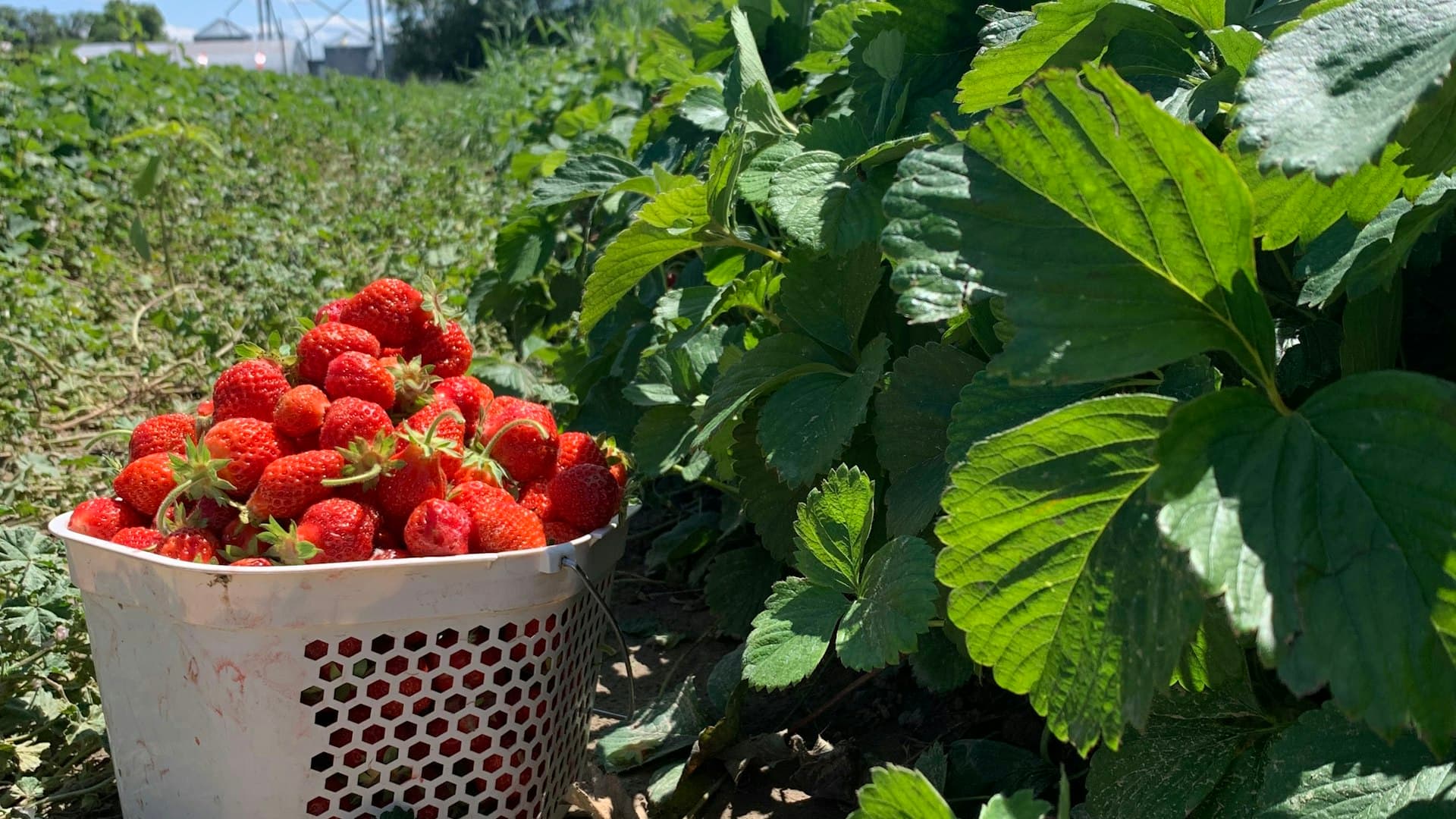 Canasta de fresas recién cosechadas en el medio del campo