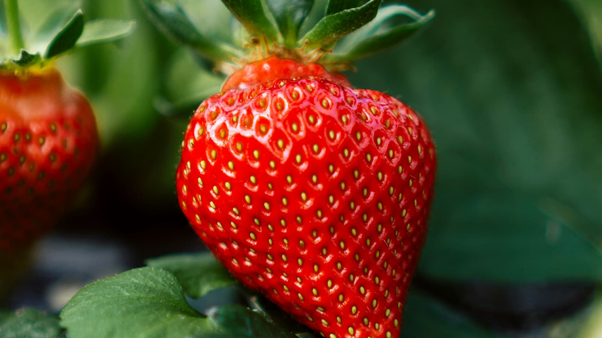Fresa madura roja en planta con follaje verde brillante