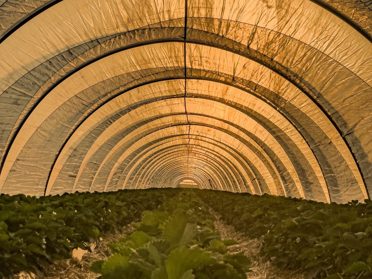 Túnel de cultivo moderno con plantas de fresa en hileras