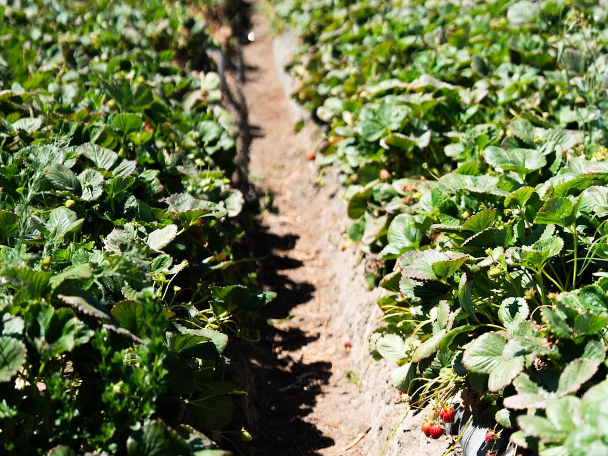 Hileras extensas de plantas de fresa en campo abierto