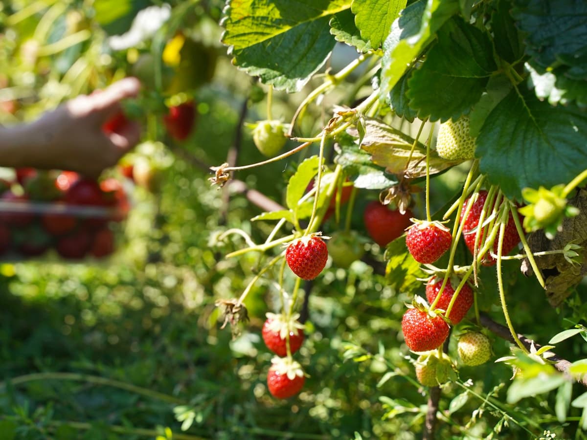 Cosecha manual — manos seleccionando fresas maduras