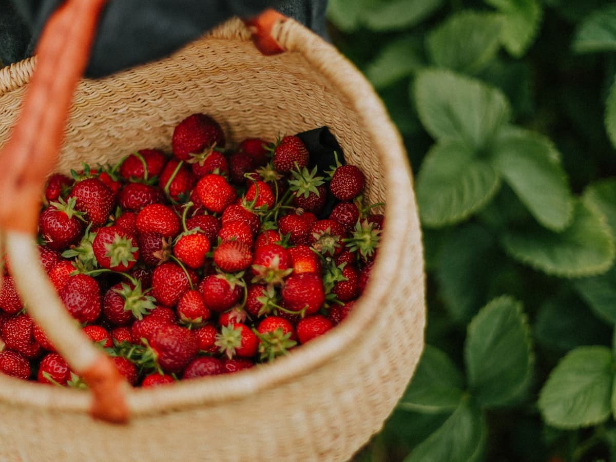 Fresas cosechadas en canasta de mimbre